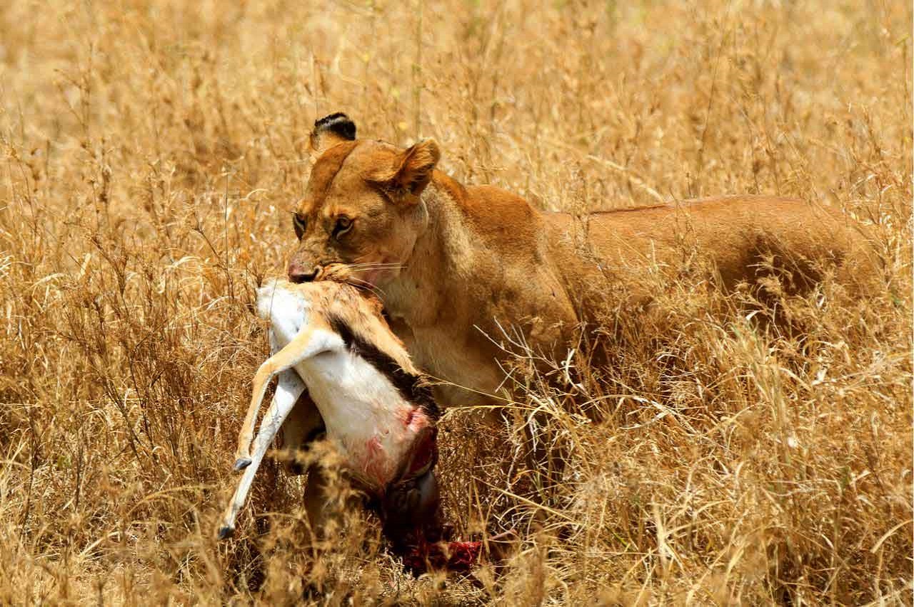 Luxury Safari Northern Serengeti,Manayara,Ngorongoro crater and zanzibar