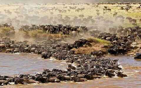 wildebeests migration