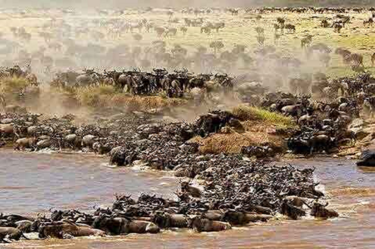 serengeti wildebeests migration & Ngorongoro crater
