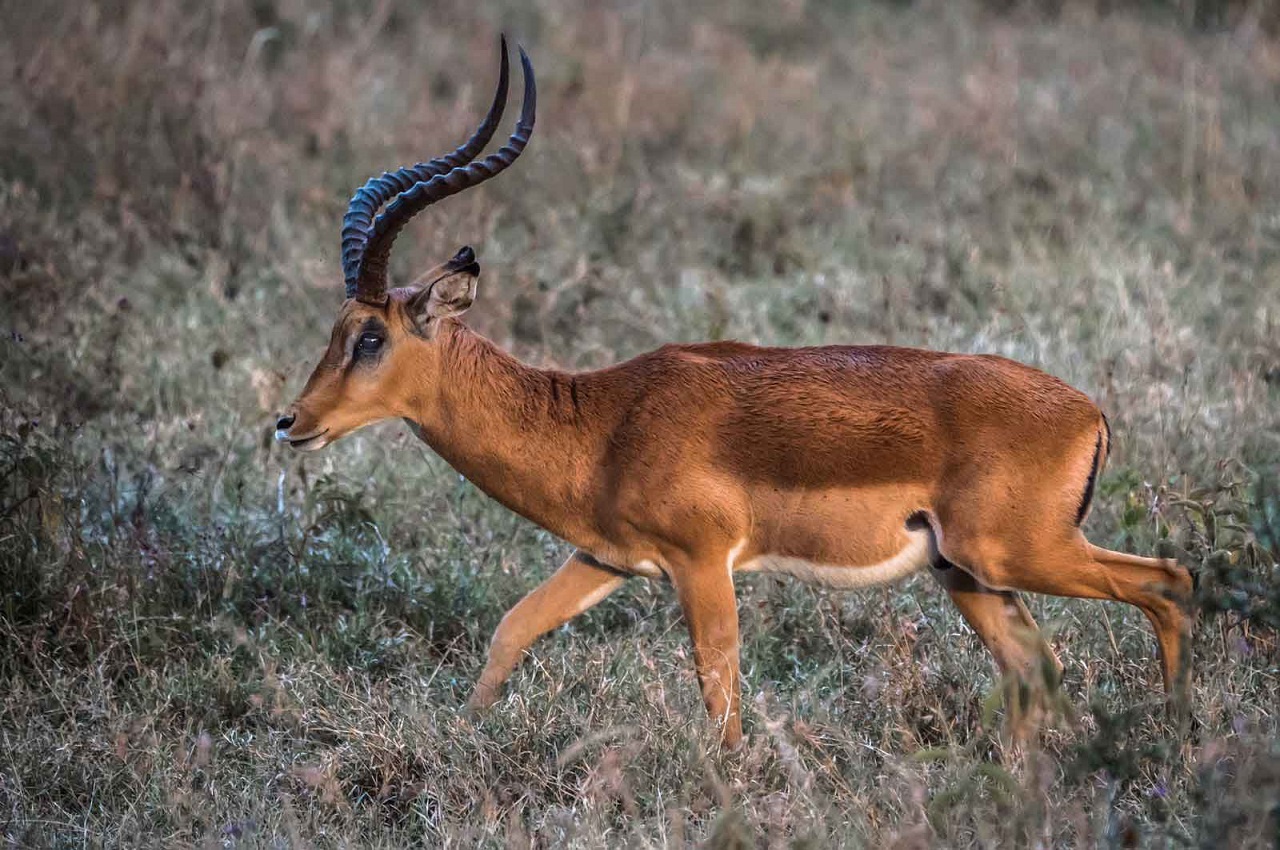 Serengeti Budget camping safari